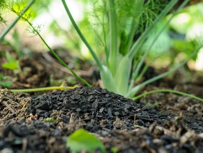 Regenerative Gardening : Using your garden to capture carbon