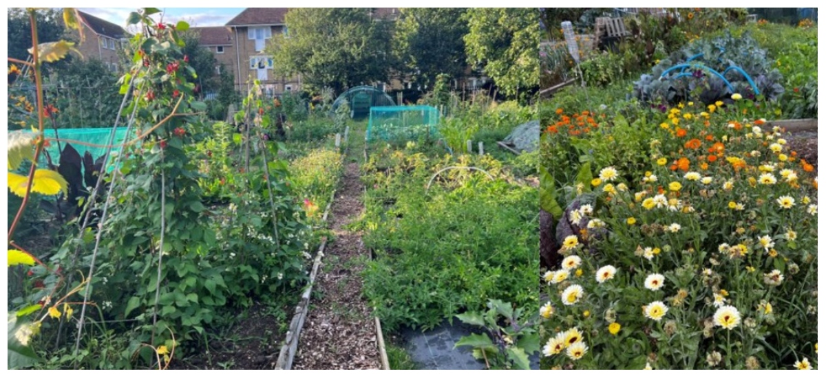 How to Start an Organic Garden from Scratch, Millbrook Garden Centre