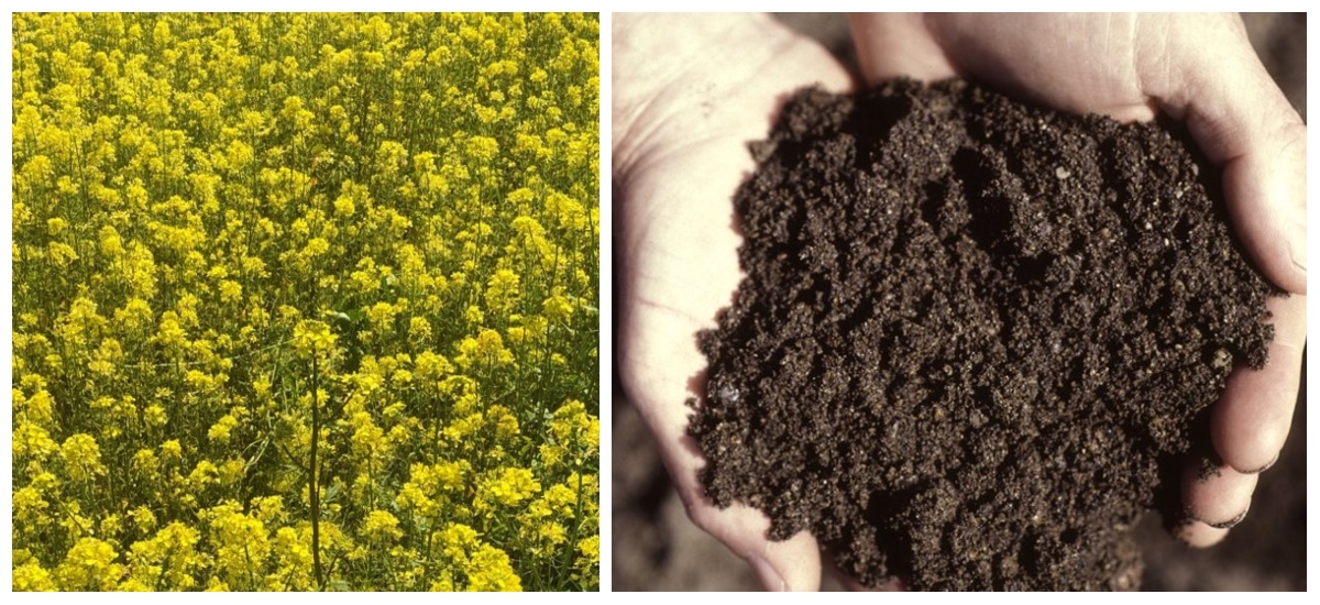 How to Start an Organic Garden from Scratch, Millbrook Garden Centre