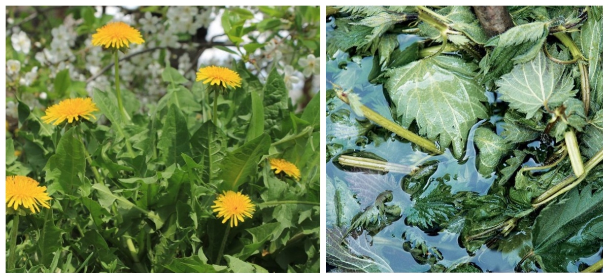 How to Start an Organic Garden from Scratch, Millbrook Garden Centre