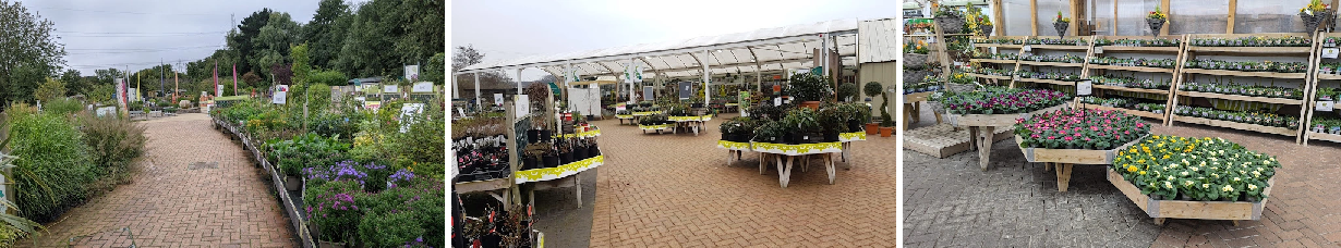 outdoor plants Kent