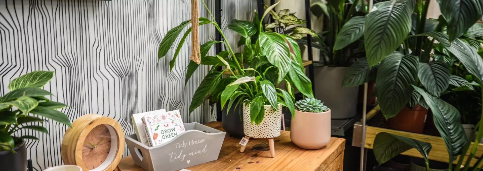 Welcome to Millbrook Garden Centres