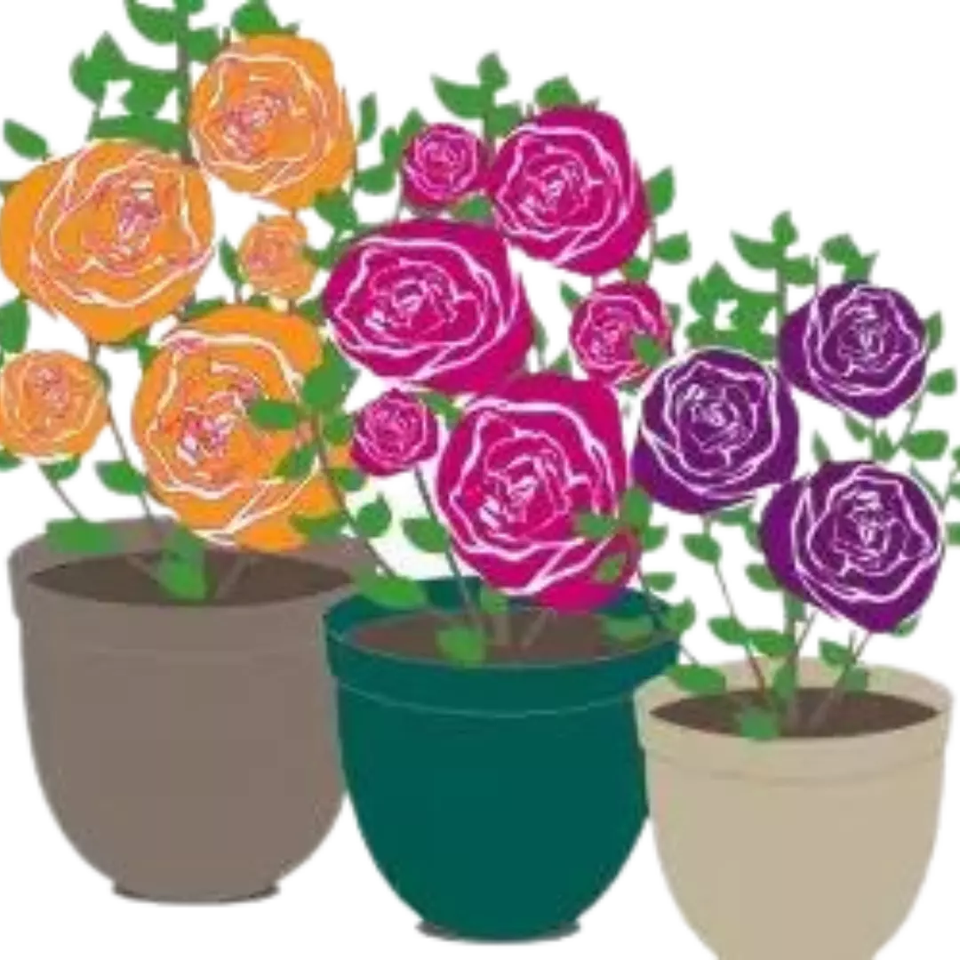 Grow roses in containers