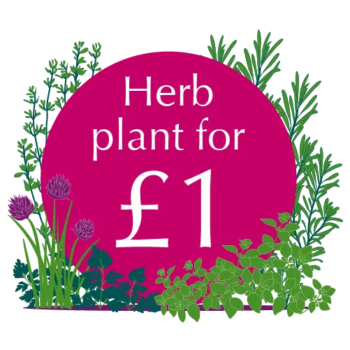 Grow your own! Grow your own!