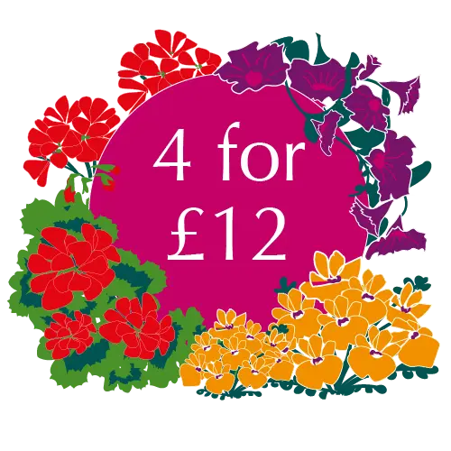 Instant garden colour! Instant garden colour!