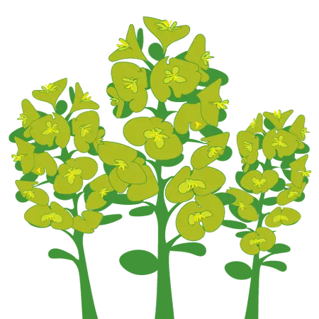 Millbrook Growers Gravesend - Euphorbias for Home & Garden