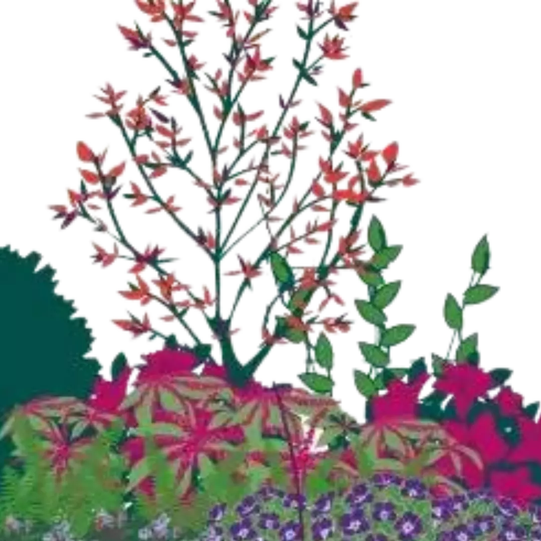 Plant a border in the shade