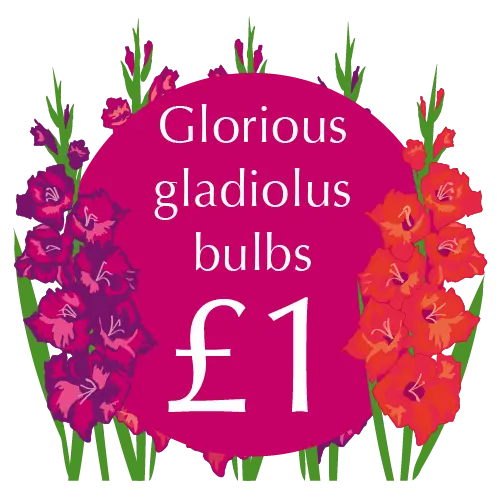 Plant now for Summer colour!