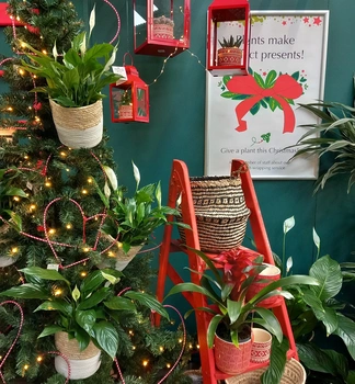 7 Perfect Houseplants for Christmas and beyond!