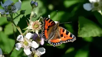 Attracting butterflies to your garden