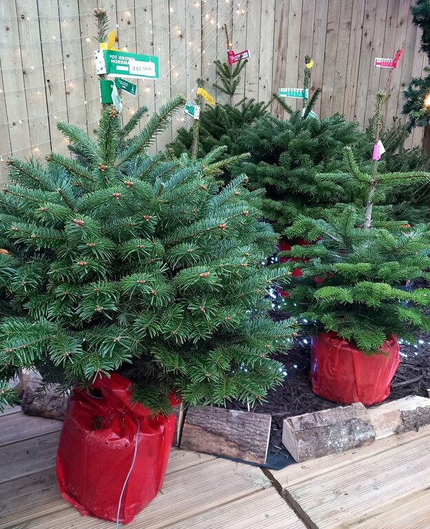 How to look after your Christmas Tree Millbrook Garden Centre