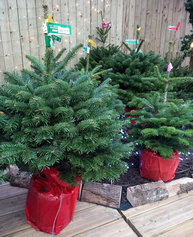 How to look after your Christmas Tree Millbrook Garden Centre