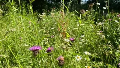 Love your long lawn! By Tammy Woodhouse