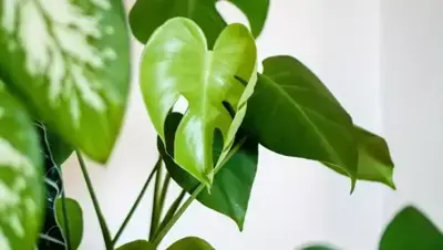 Make life greener with houseplants!