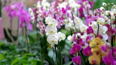 The beauty of orchids