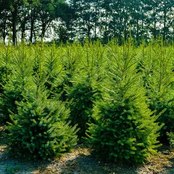 The Story of a Real Millbrook Christmas Tree