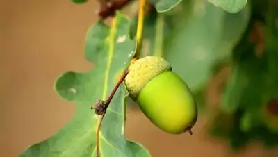 Tiny acorns