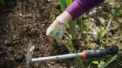 Why gardening is good for you