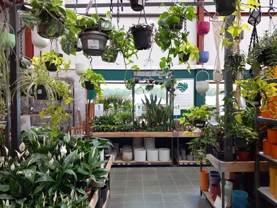 House plants