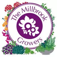 Millbrook Growers Talks at Gravesend