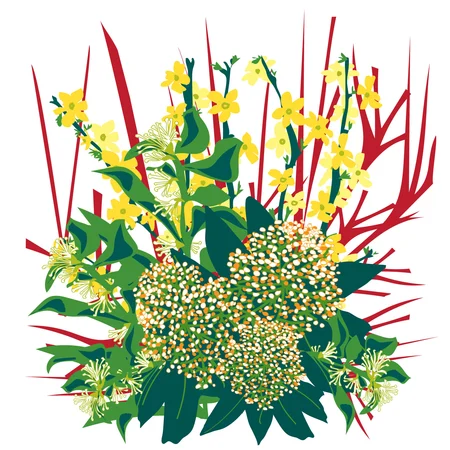 Millbrook Growers Gravesend - Winter Interest in the Garden Jan2024