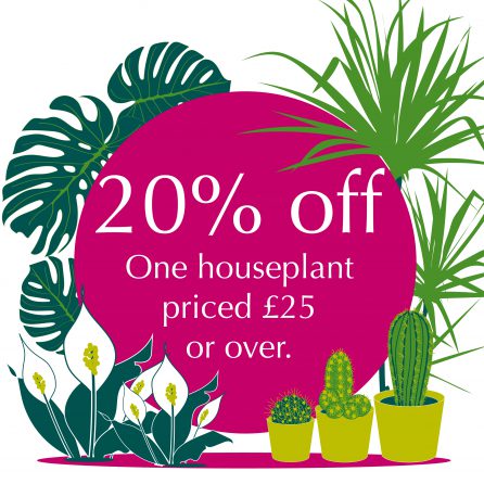 Give a houseplant a home!