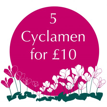 Cyclamen