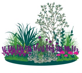 Plant a Water-Wise Border